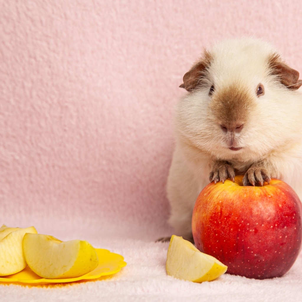 Милая морская свинка с яблоками на розовом фоне