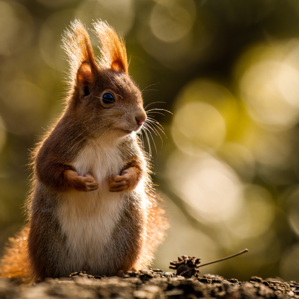 Милая рыжая белка в лучах солнца