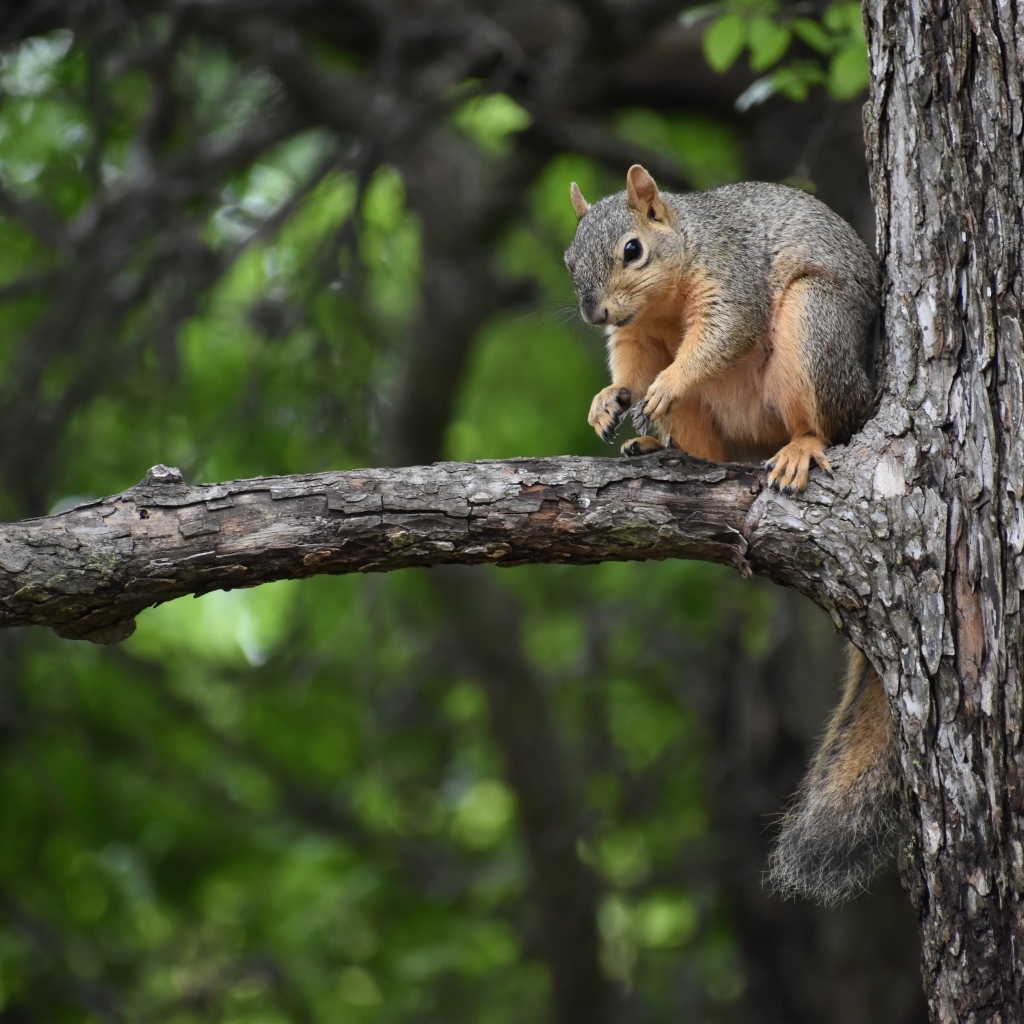 Толстая белка сидит на ветке дерева