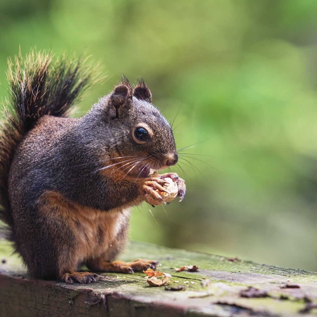 Пушистая белка грызет орех