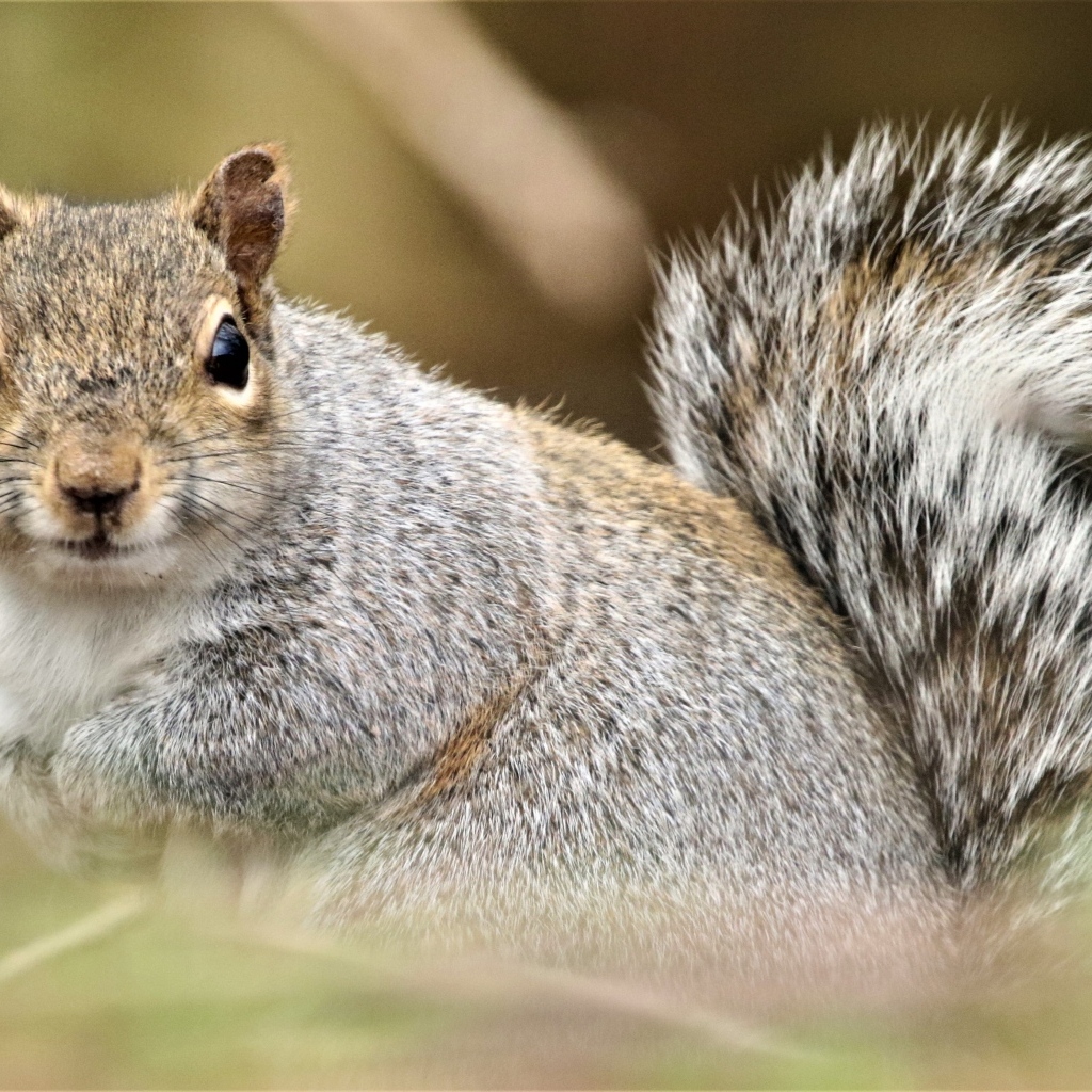 Забавная серая белка крупным планом