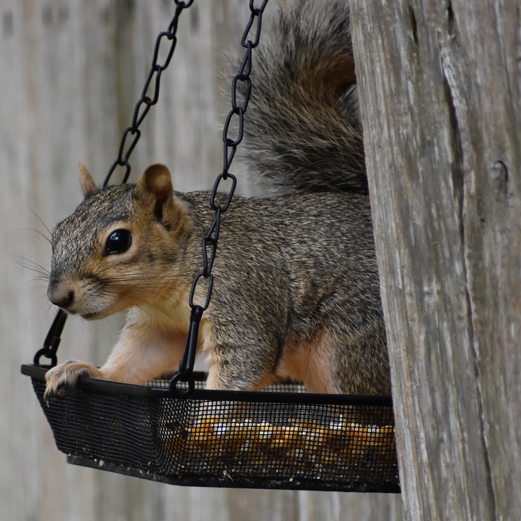 Серая белка в кормушке на дереве