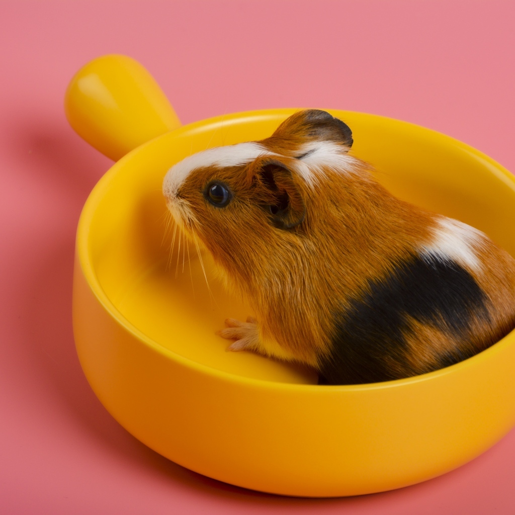 Морская свинка сидит в желтой чашке на розовом фоне