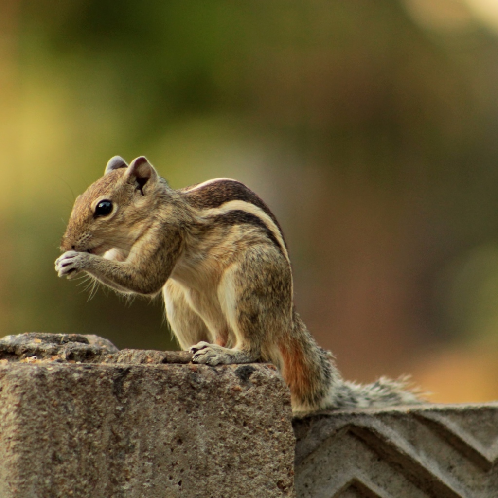 Маленький бурундук на заборе