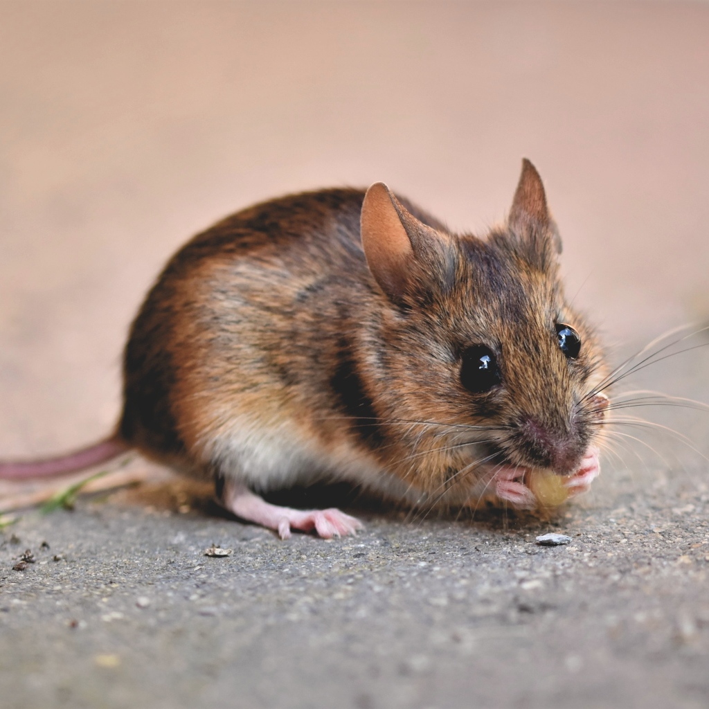 Маленький мышонок грызет еду на земле