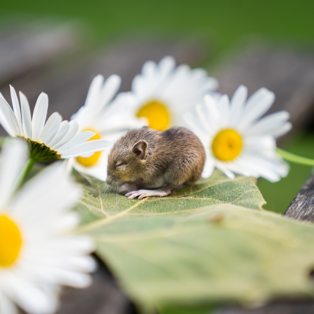 Маленькая мышка на листе с ромашками