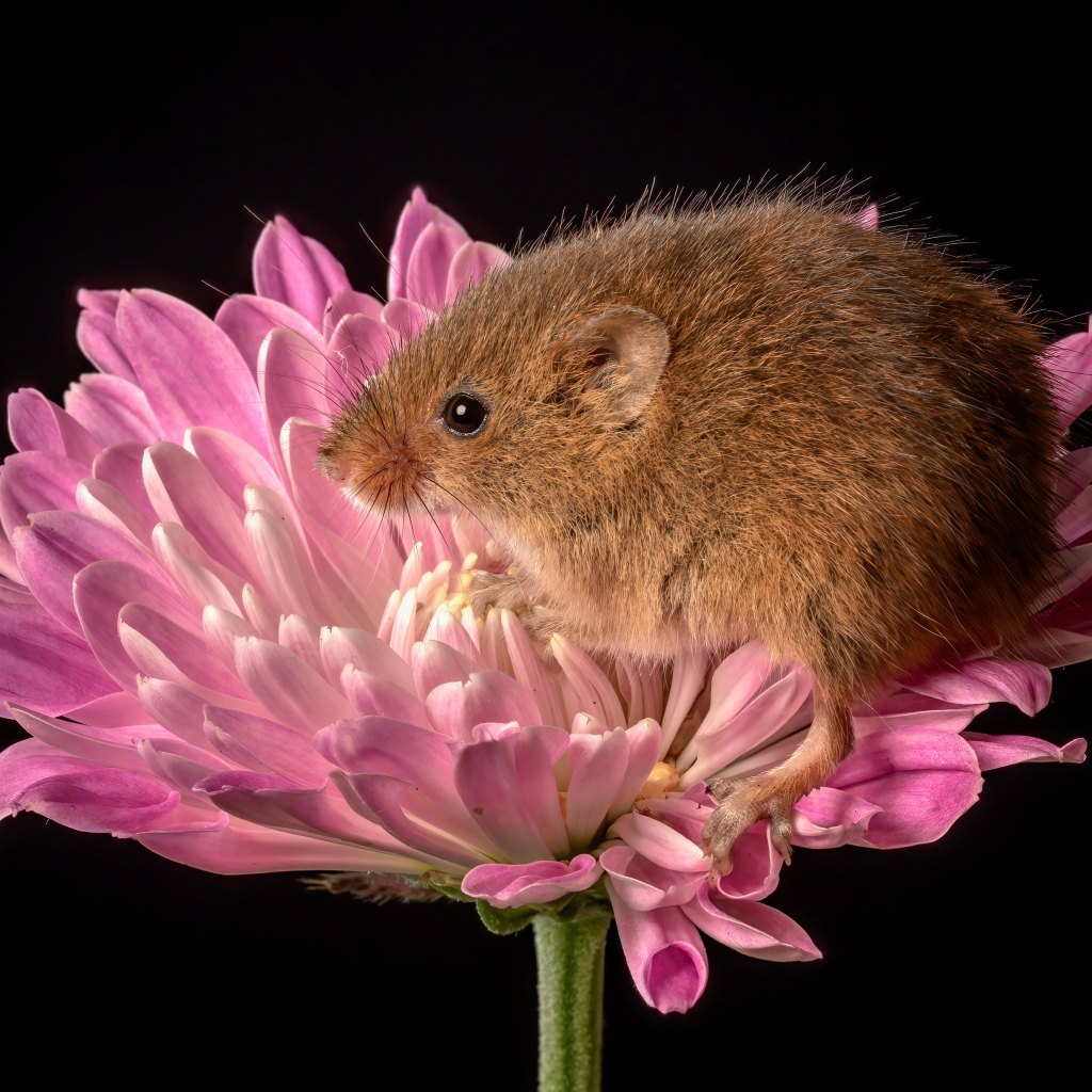 Маленькая мышь сидит в розовом цветке