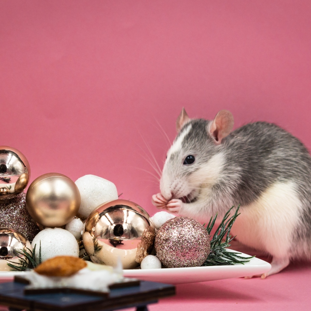 Маленькая крыса с игрушками на розовом фоне