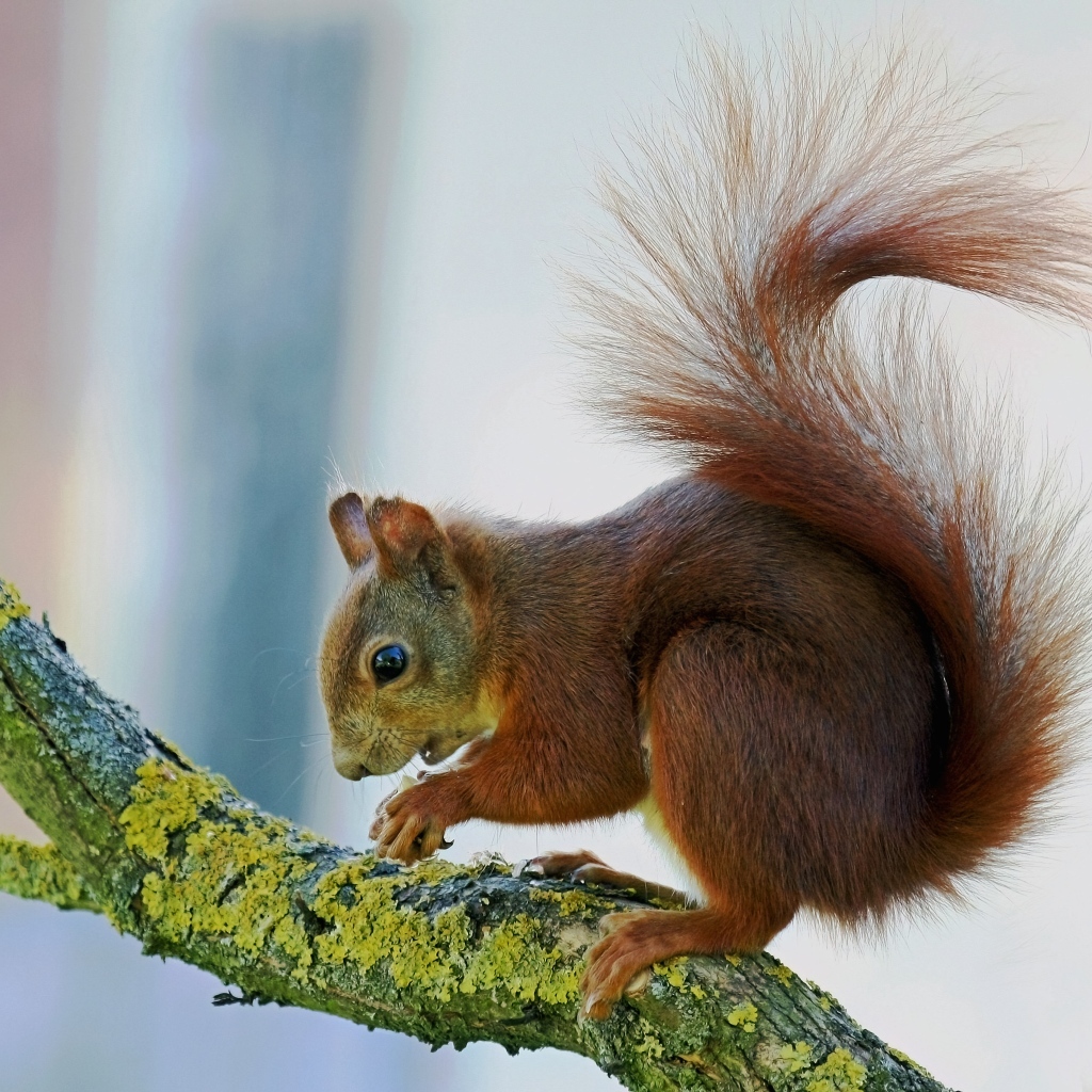 Маленькая рыжая белка на покрытой мхом ветке