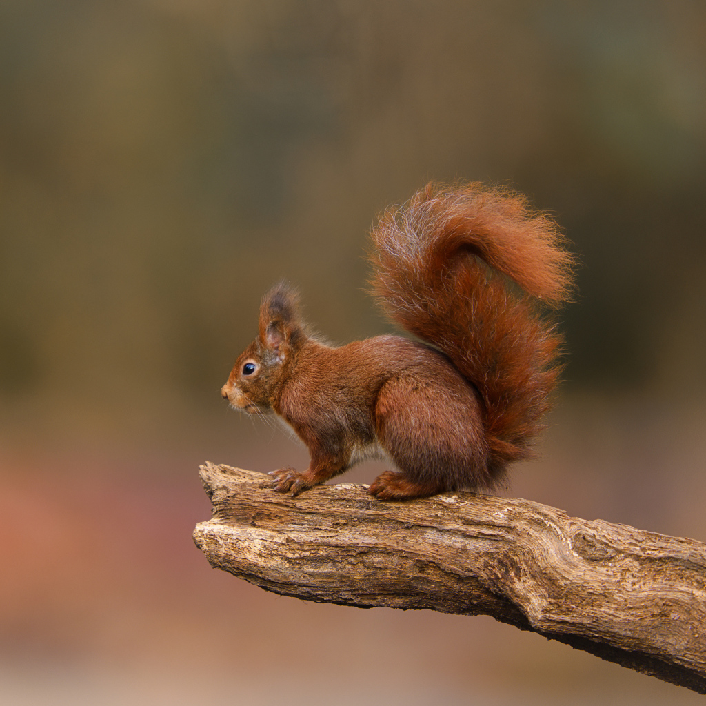 Маленькая рыжая белка с пушистым хвостом на ветке