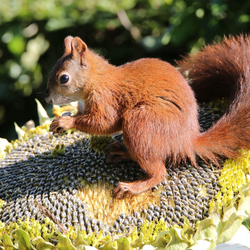 Маленькая белка грызет семечки на подсолнухе