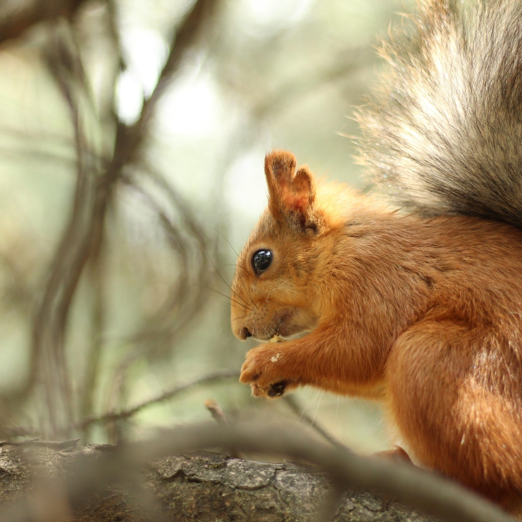 Рыжая пушистая белка грызет орех на ветке 
