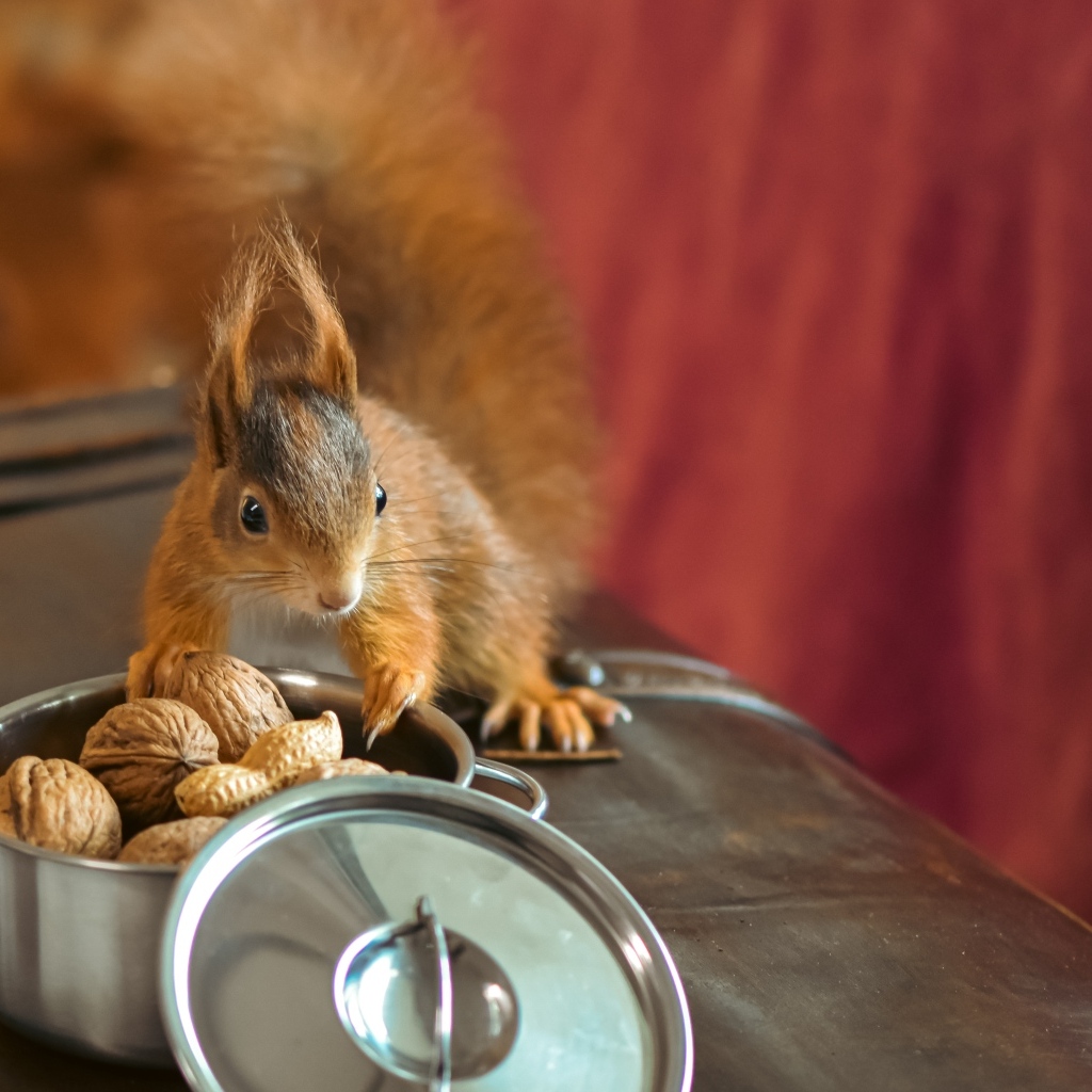 Рыжая белка на столе с орехами