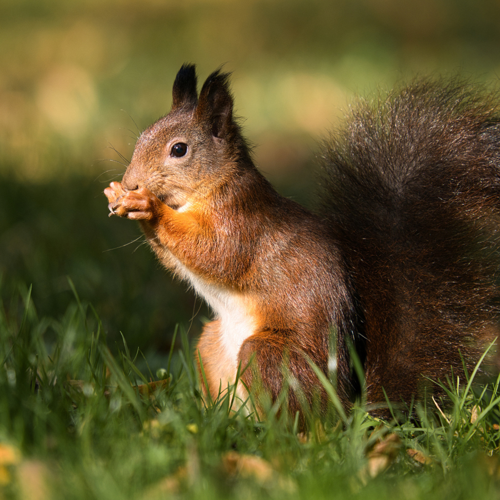 Рыжая белка сидит в зеленой траве