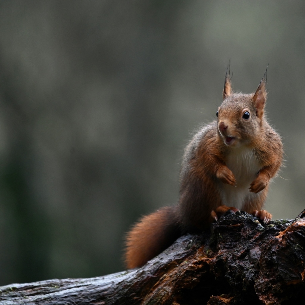 Рыжая белка сидит на мокрой ветке дерева
