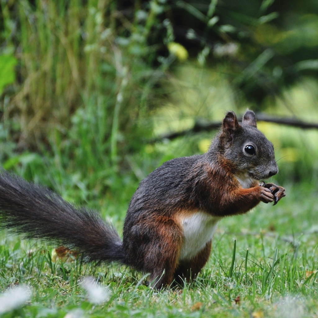 Белка грызет орех на зеленой траве