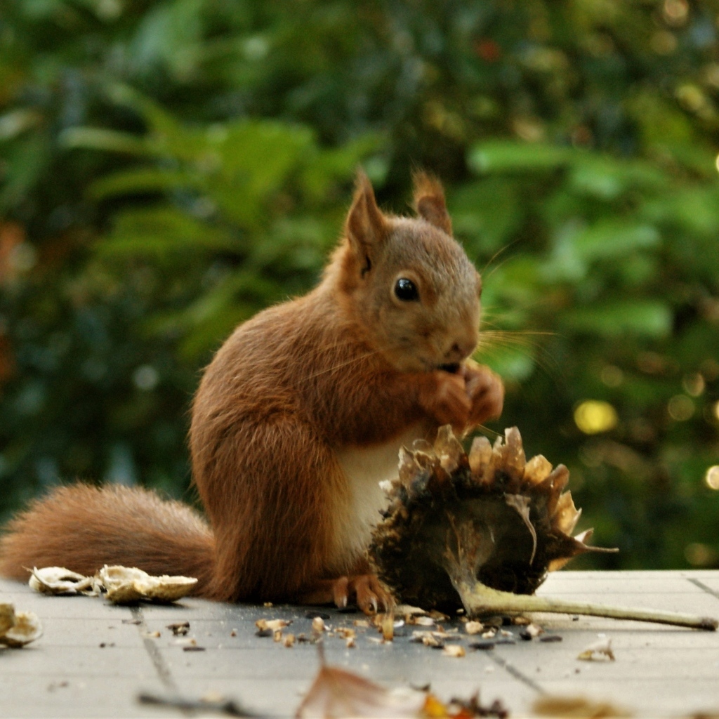 Белка грызет семечки на подсолнухе