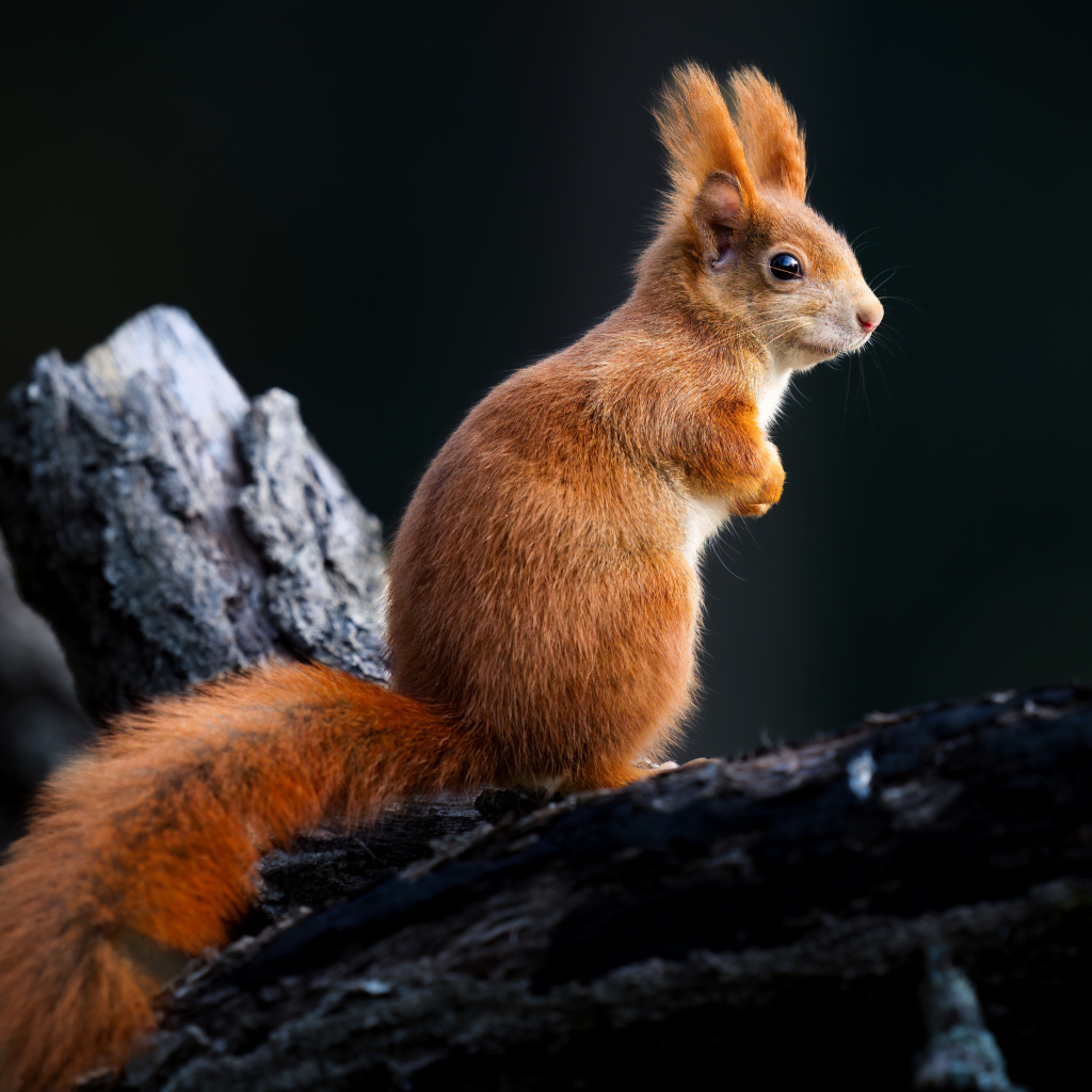 Белка сидит на черном сухом дереве