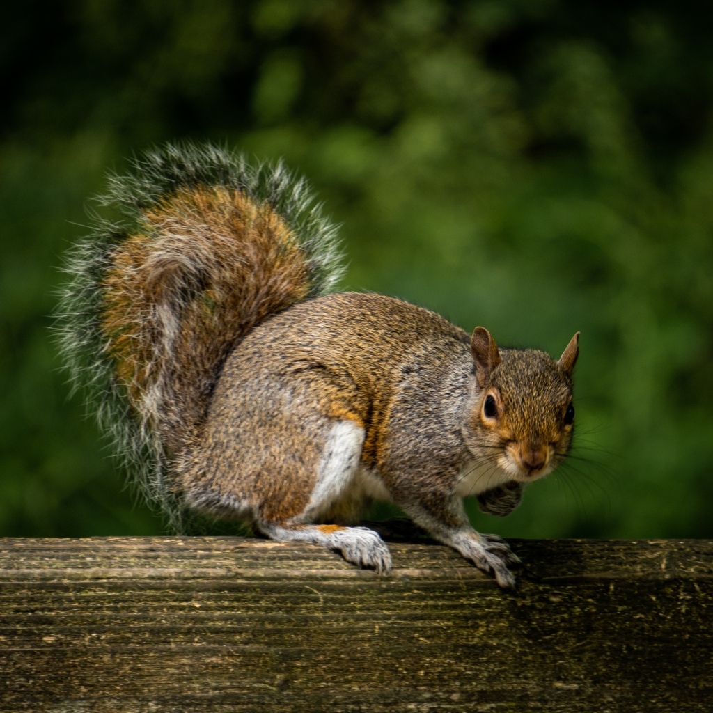 Белка с большим пушистым хвостом