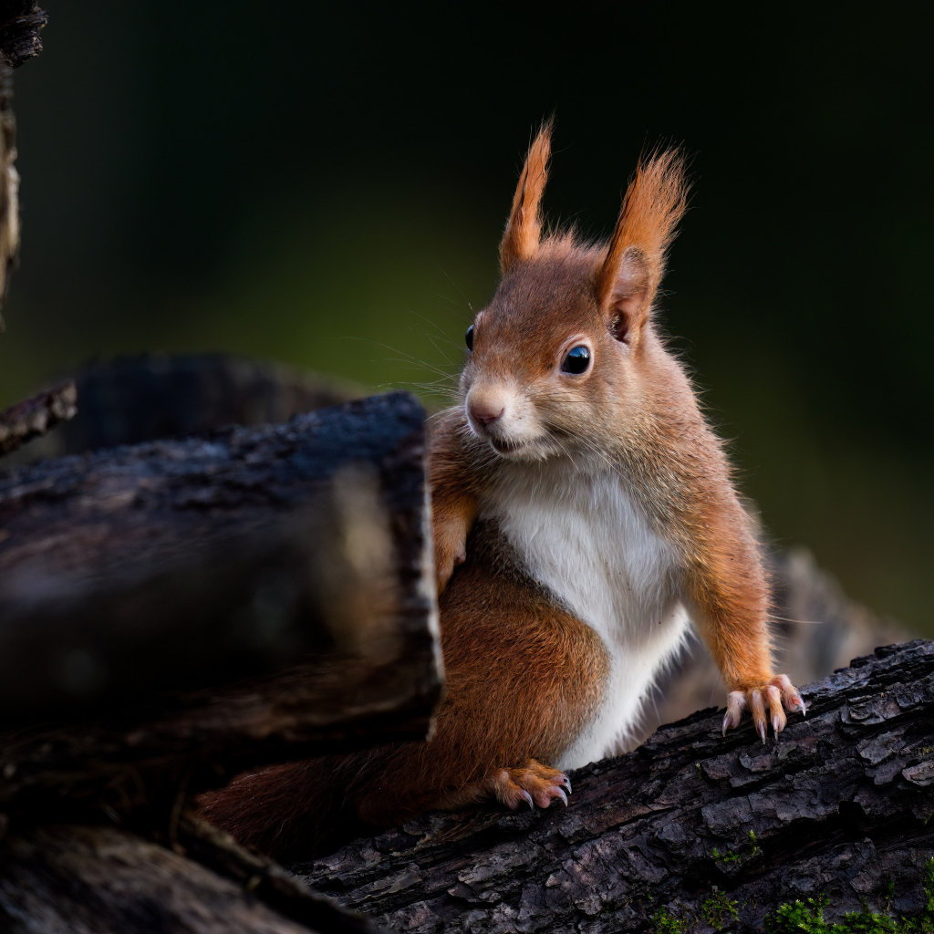 Удивленная белка сидит на дереве