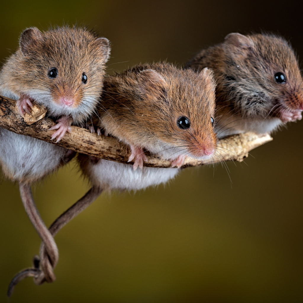 Три маленькие мышки на ветке
