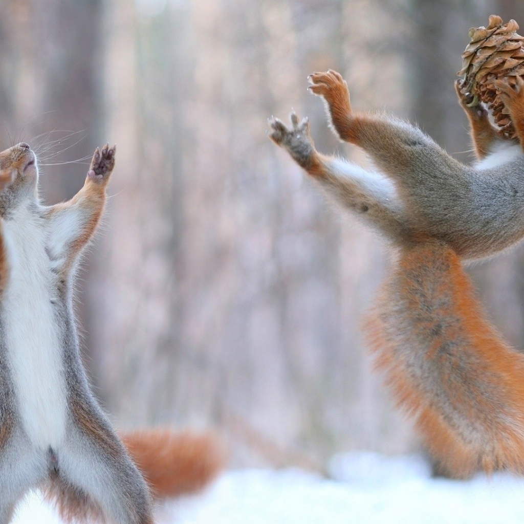 Две рыжие белки играют  с шишкой на снегу