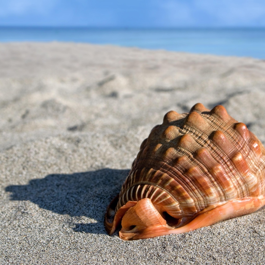 Большая ракушка лежит на морском песке 