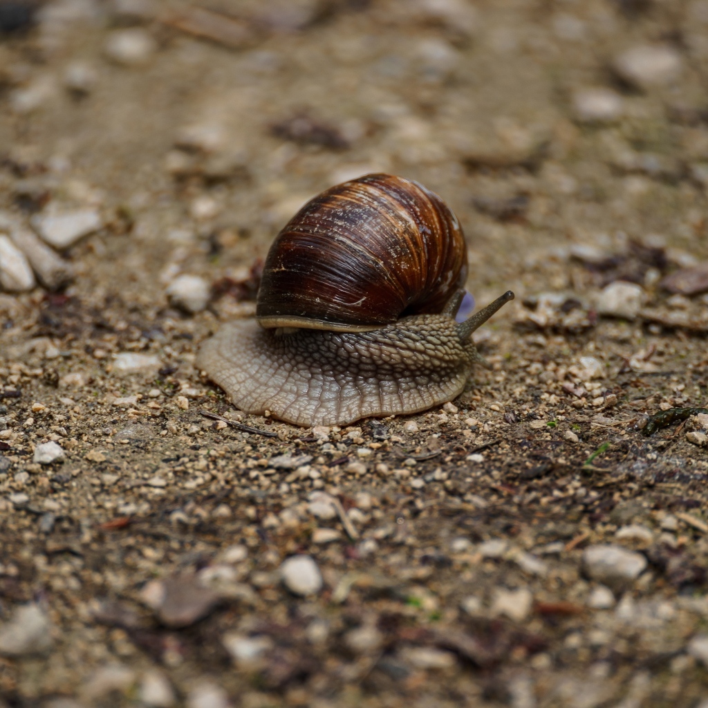 Большая улитка ползет по земле 