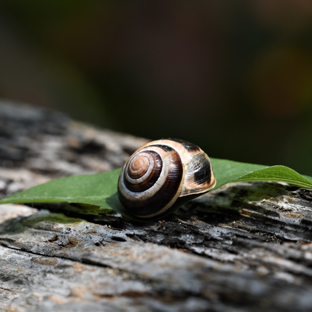 Ракушка с листом лежат на сухом дереве