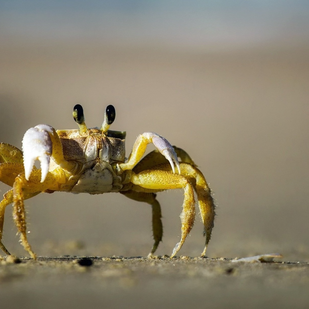 Большой желтый краб на морском песке