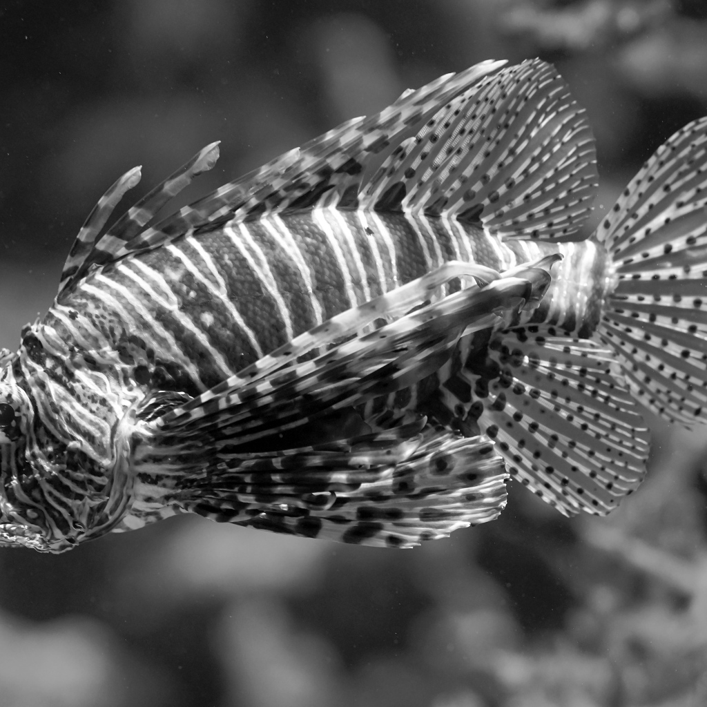 Красивая полосатая рыба  в аквариуме