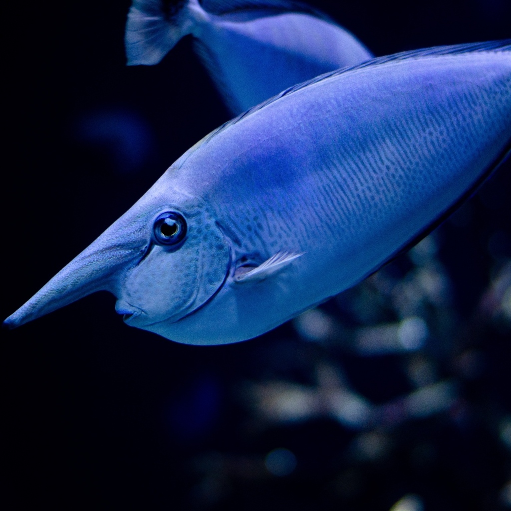 Большая синяя морская рыба