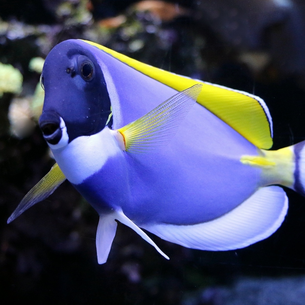 Синяя рыба доктор в аквариуме