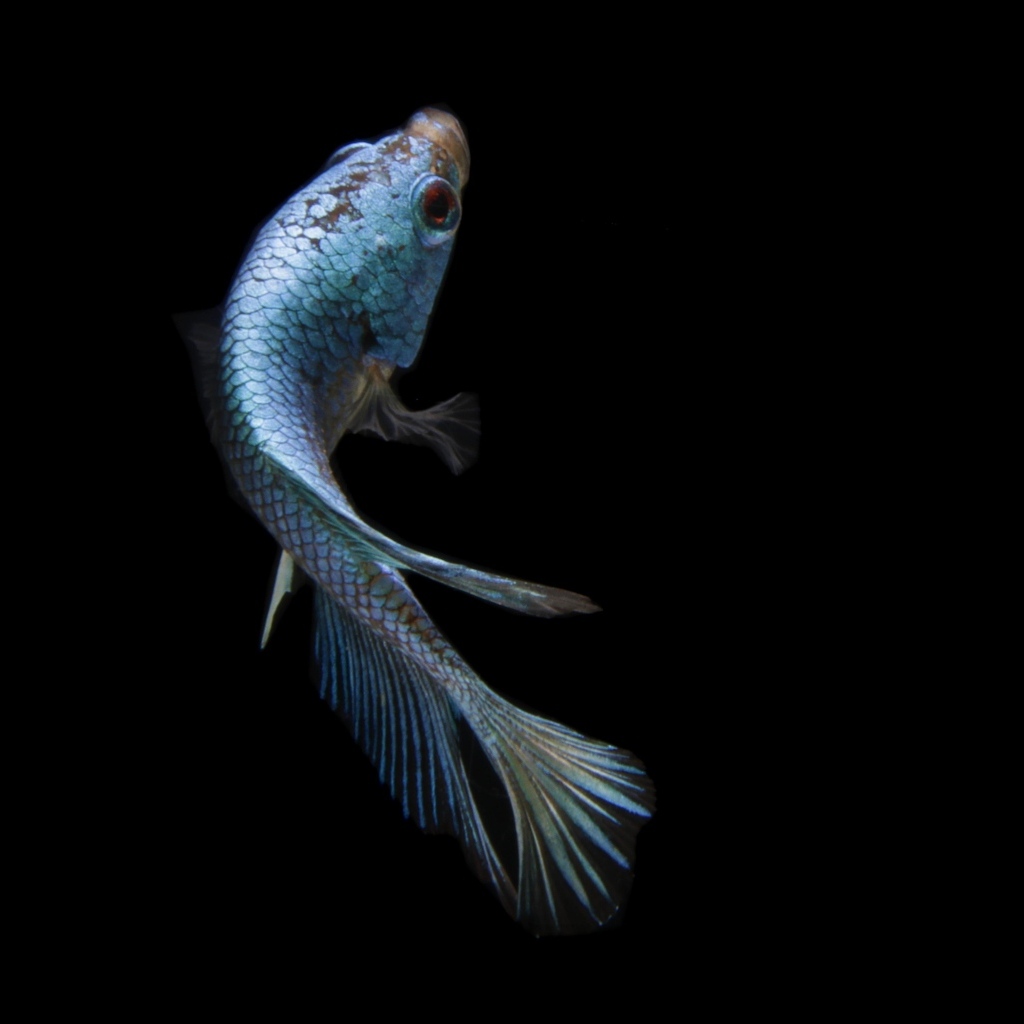 Голубая рыбка на черном фоне