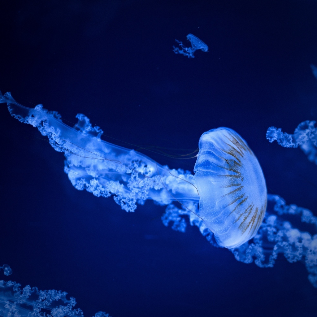 Голубая медуза под водой в море