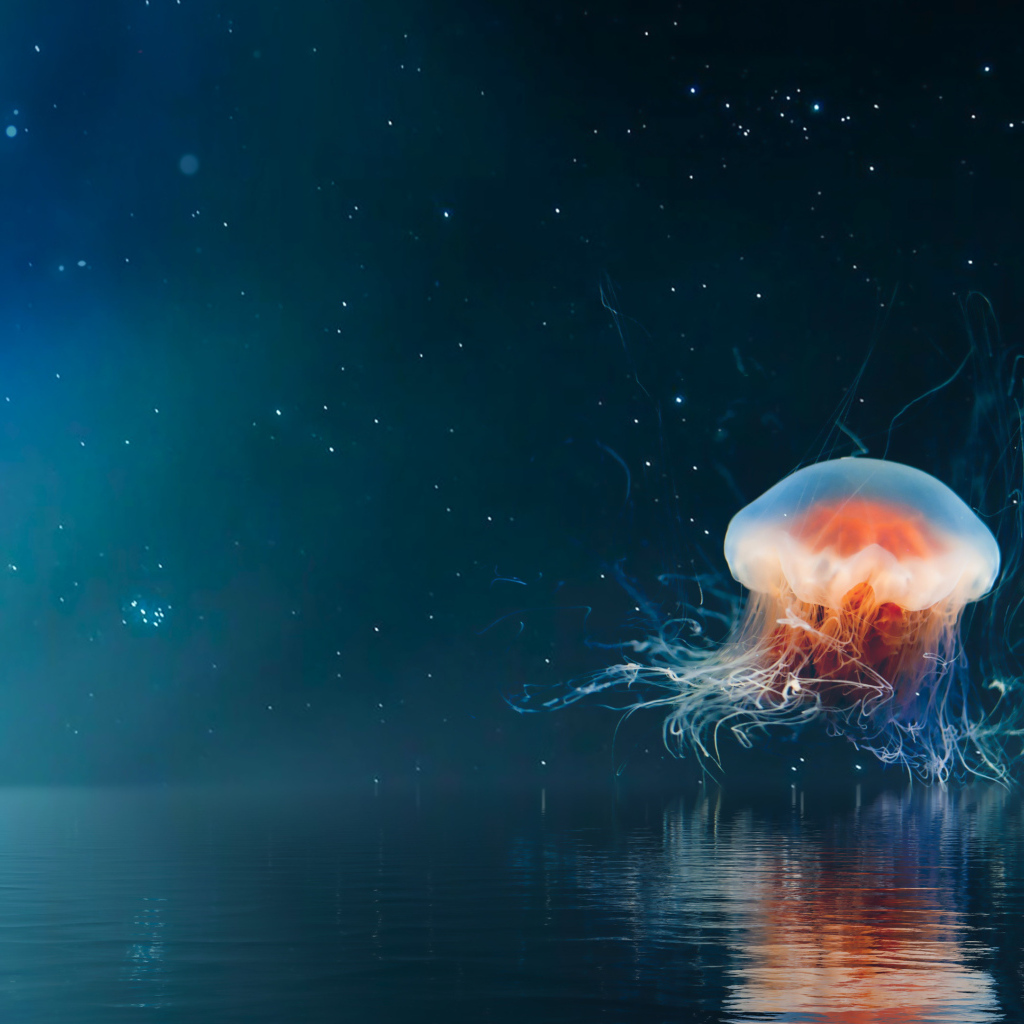 Большая медуза на фоне неба