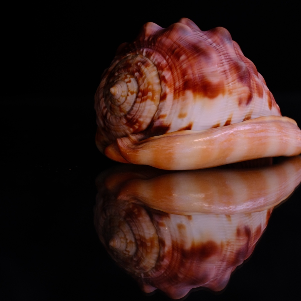 Большая ракушка на черном фоне