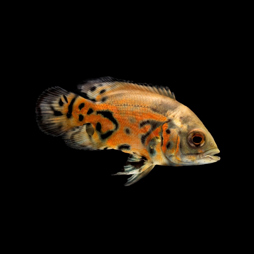 Оранжевая рыбка на черном фоне