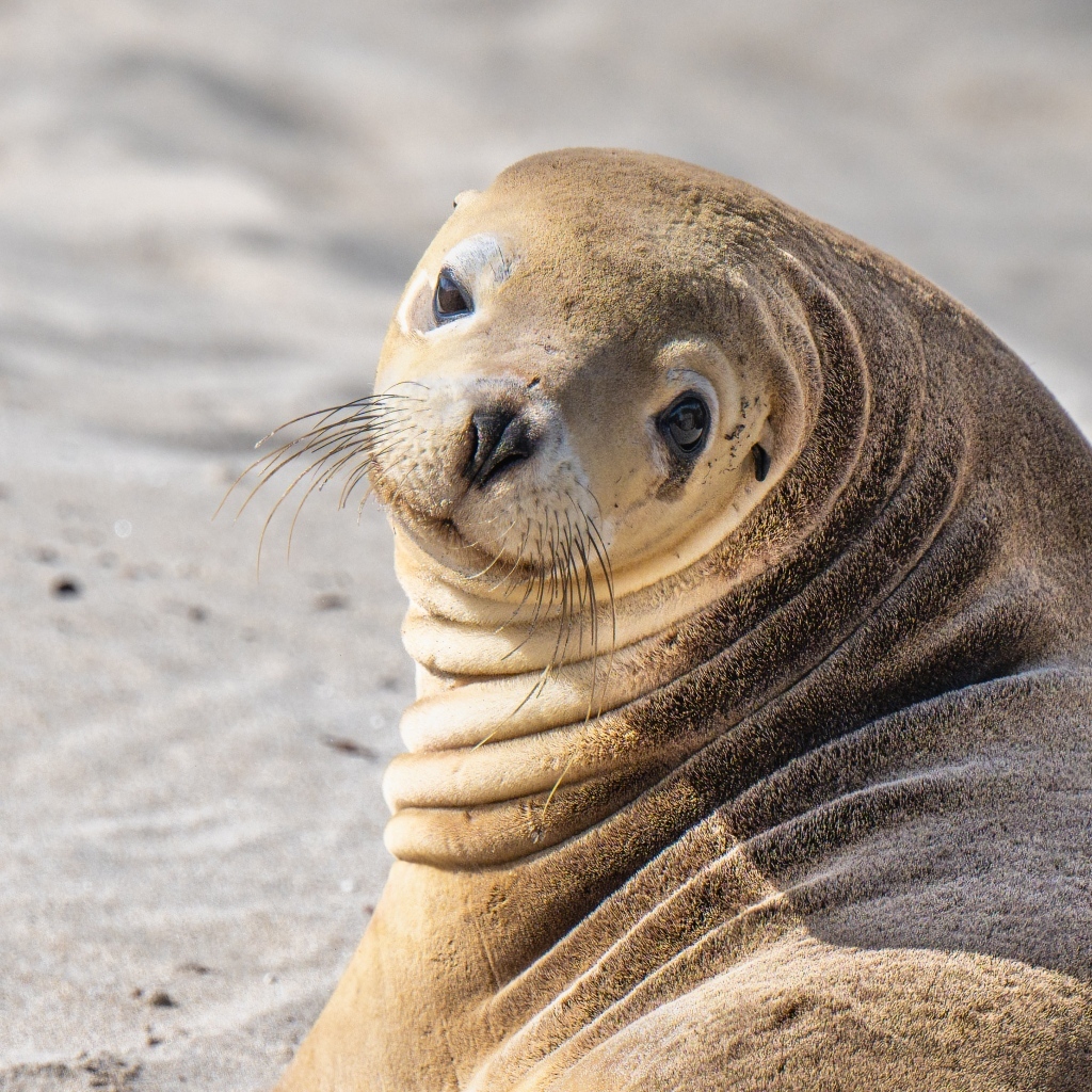Морской лев лежит на песке