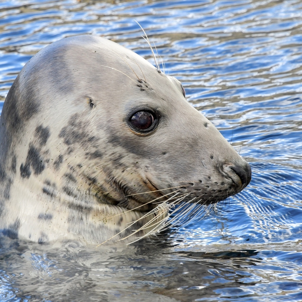 Тюлень сидит в воде