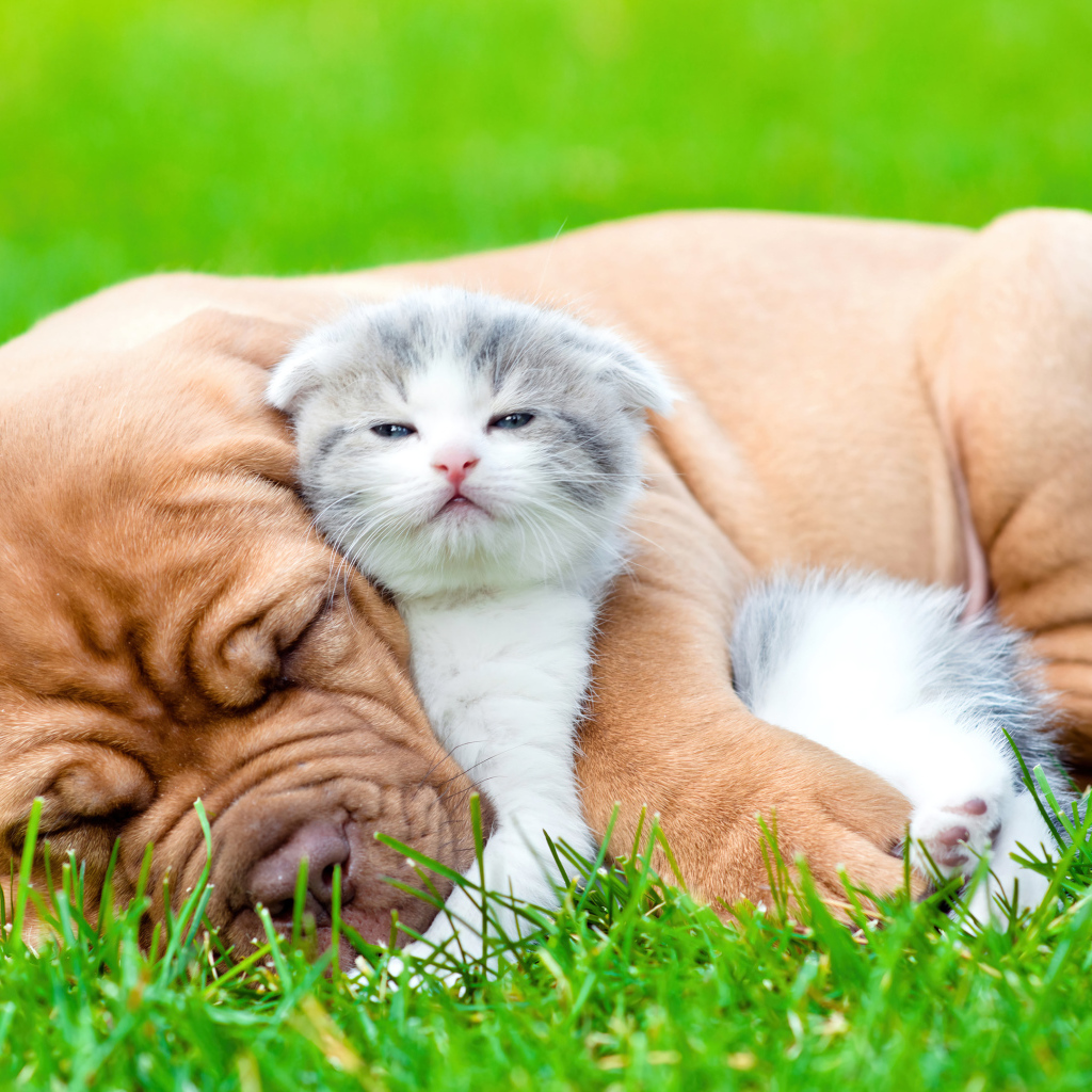 Котенок и щенок спят на зеленой траве