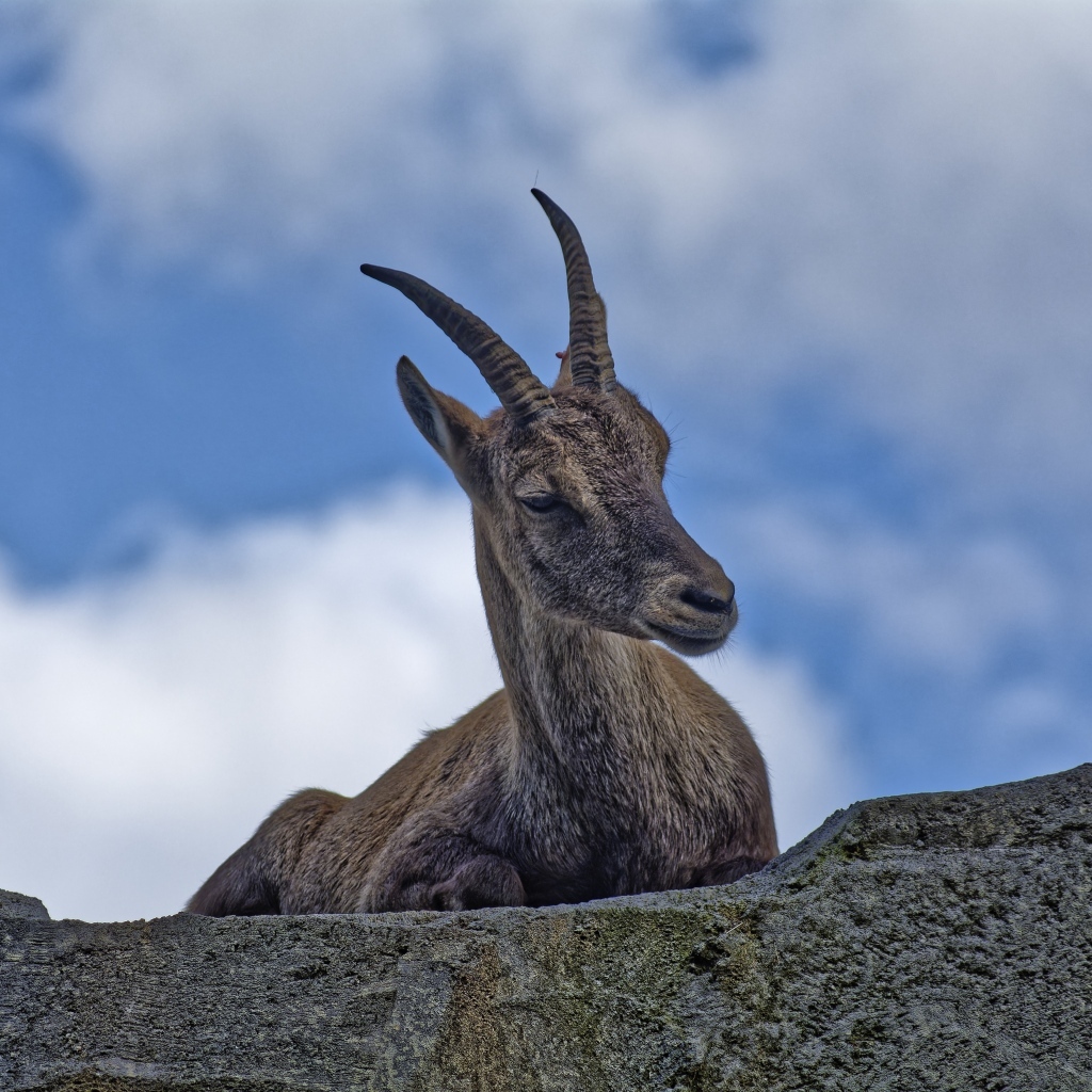 Газель с острыми рогами отдыхает на камне