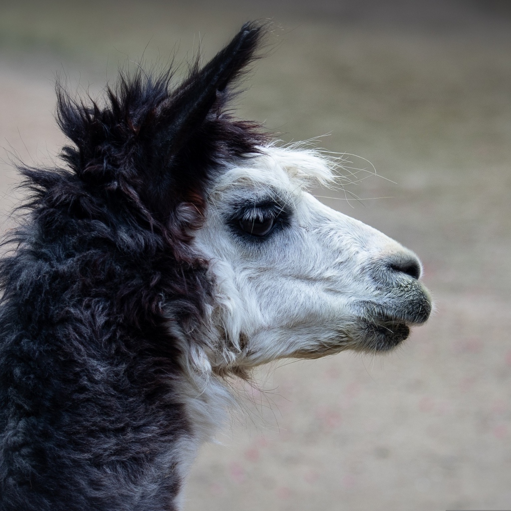 Голова альпаки боком