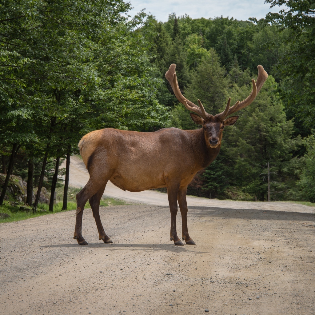 Большой рогатый олень на дороге