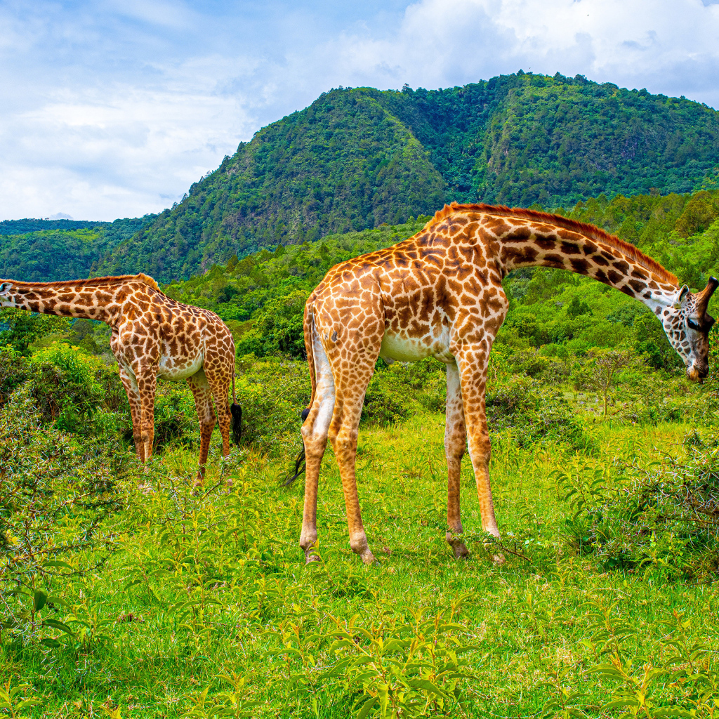 Большие жирафы гуляют в саванне
