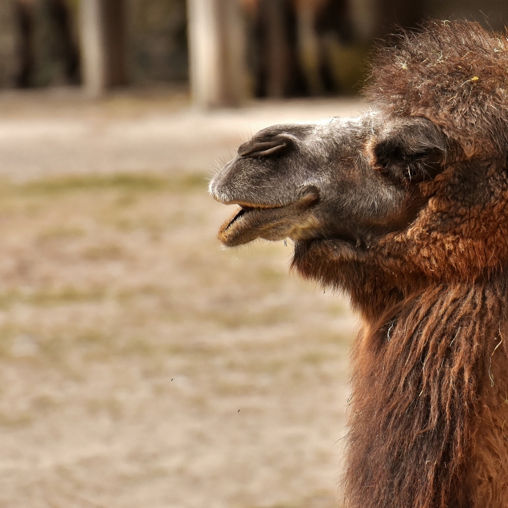 Большой лохматый верблюд в зоопарке