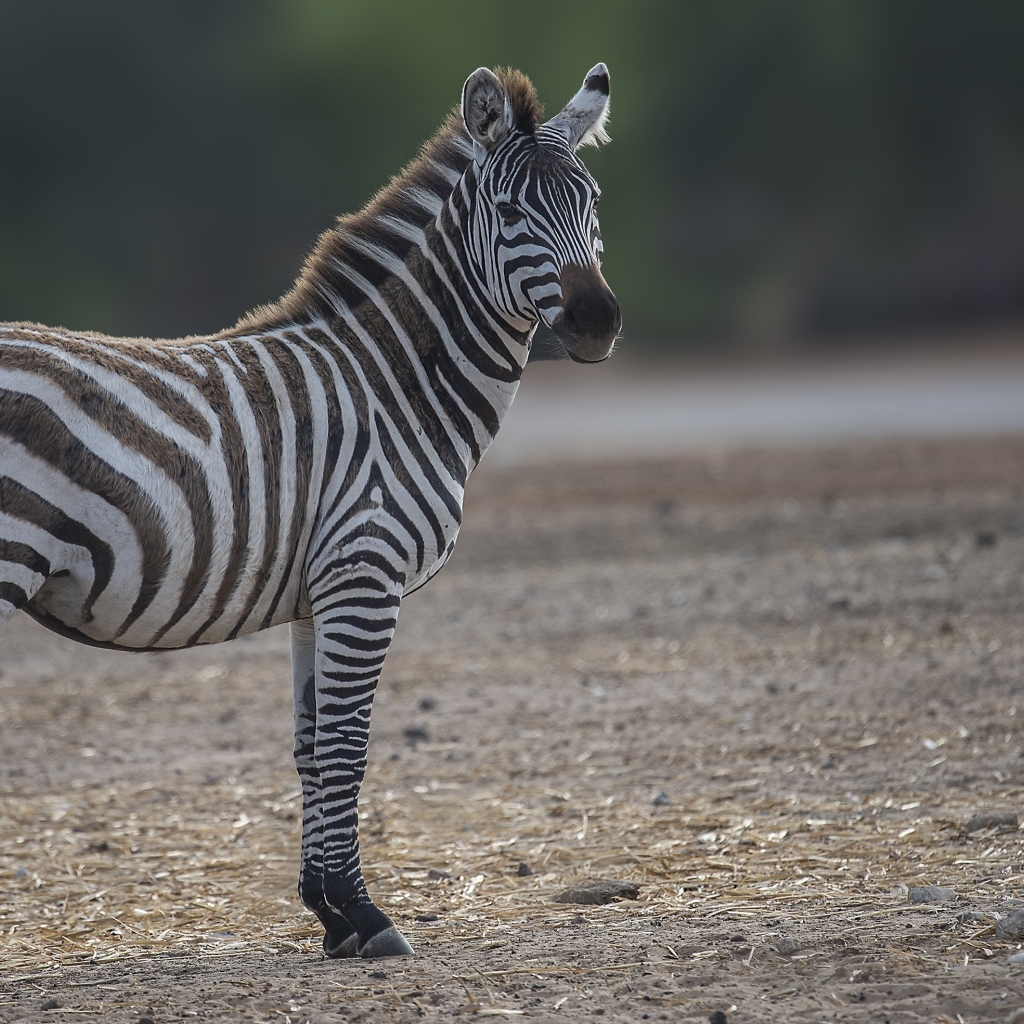 Большая полосатая зебра на земле