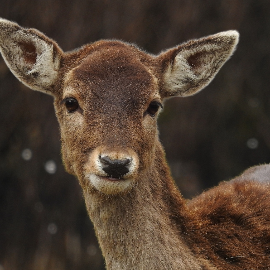 Милый олененок крупным планом