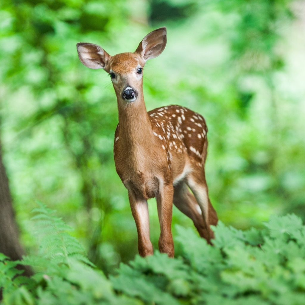 Милый пятнистый олененок в лесу