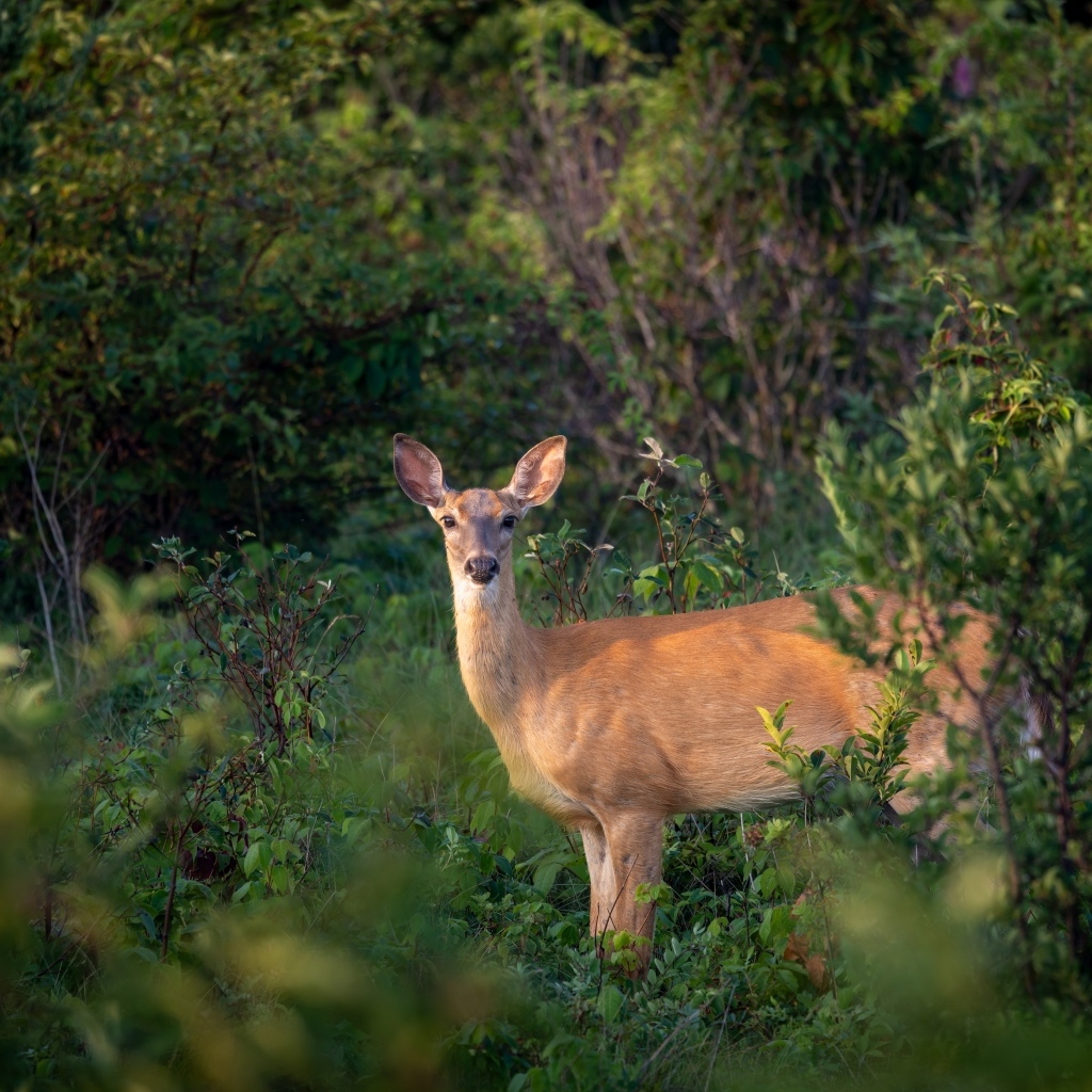 Олень стоит в зарослях в лесу